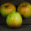 Malinda Apple