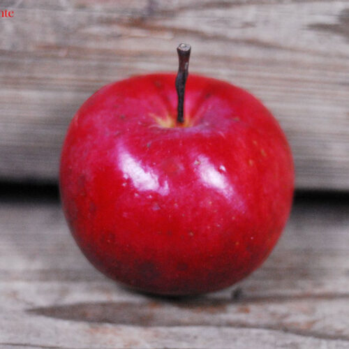 Quinte Apple
