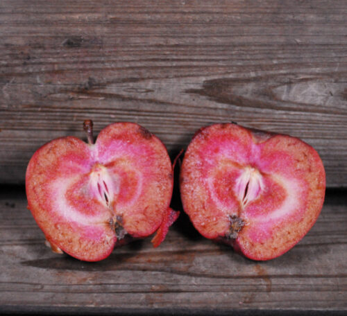 Niedzwetzkyana Apple