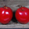 Spencer Apple - Image 2